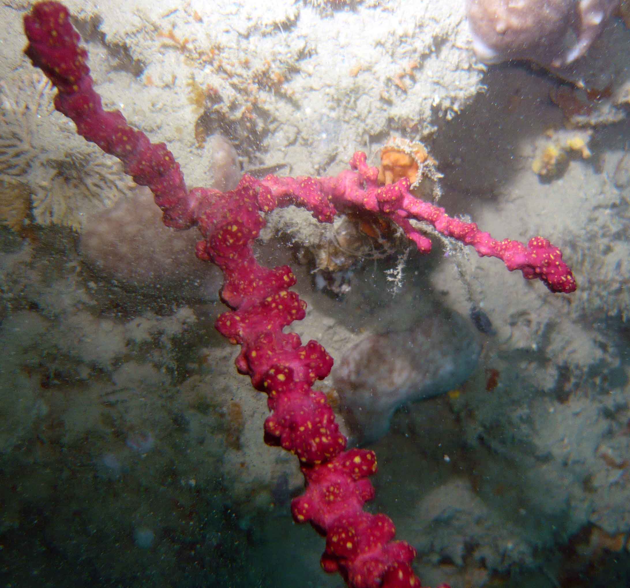 Axinella dai colori giallo rosa det??